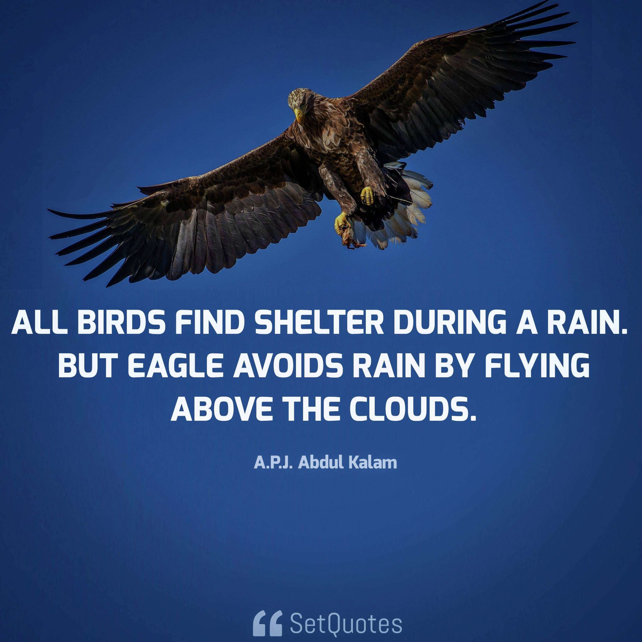 All birds find shelter during a rain 